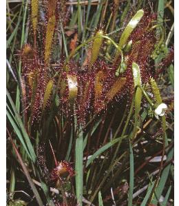 longleavedffor2sundew
