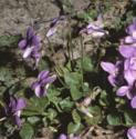 fcommonfordogviolet