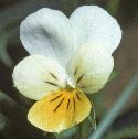 ffieldflopansy