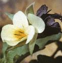 ffieldflo1pansy