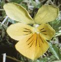 fmountainflotpansy