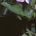 fpalefolheathviolet