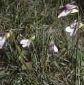 fpaleforheathviolet