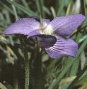 fteesdaleflotviolet