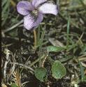 fteesdaleforviolet