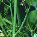 ftubularfolwaterdropwort
