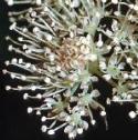 fwildflo1angelica