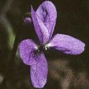 fwoodflodogviolet
