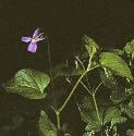 fwoodfordogviolet