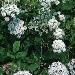 pgroundforelder
