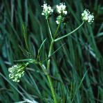 ppignutflos1
