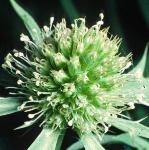 pwatlingflo1streetthistle