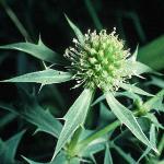 pwatlingflo2streetthistle