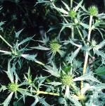 pwatlingflos1streetthistle