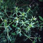 pwatlingfor1streetthistle