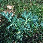 pwatlingfor2streetthistle