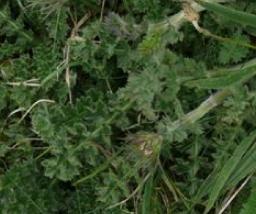seaffolcarrotbritishflora