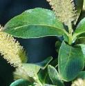 bayffolwillow