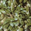 fcommonfolwaterstarwort