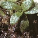 fcommonfoltwaterstarwort