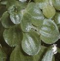 fcommonforwaterstarwort