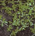 fcommonfor2waterstarwort