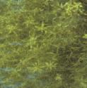 fnarrowfoltwaterstarwort