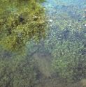 fnarrowforwaterstarwort