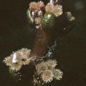 fspikedfloswatermilfoil