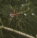 fspikedfolwatermilfoil