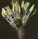 fspikedfruswatermilfoil
