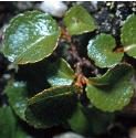 leastffolwillow