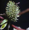 pussyfflo2femalewillow