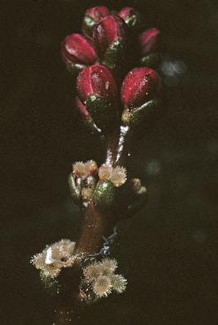 spikedflosfemalewatermilfoil