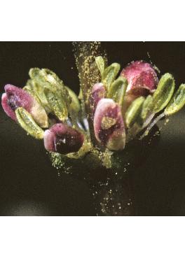spikedflosmalewatermilfoil