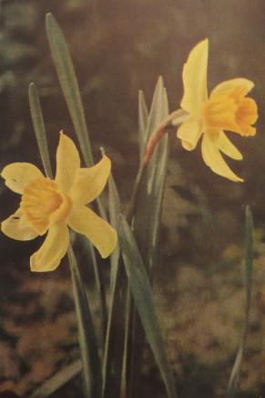 daffodilnarcissuspseudonarcissuscorke1