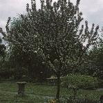 malusgoldenhornetforblossomfoord