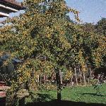 malusgoldenhornetforfruitfoord