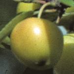 malusgoldenhornetfrusinglefoord1