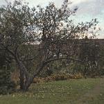 malusbramleygarfruitongroundfoord