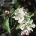 malusjamesgrievefrusblossommay80
