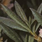 azaleaviscosumfolsjuvenile