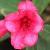 crhododendronflotelizabeth