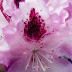 rhododendronbluepeterflo