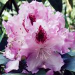rhododendronbluepeterflos1