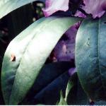 rhododendronbluepeterfols1
