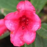 rhododendronelizabethflo1a