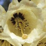 rhododendronmacabeanumflosingle