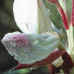 rhododendronyakushimanumflobudopen