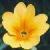 cfalseflo1oxlip